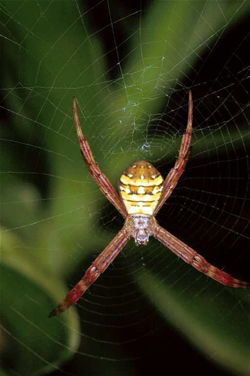 Argiope_picta_F0768_Z_85_Palmerstone park_Australie.jpg